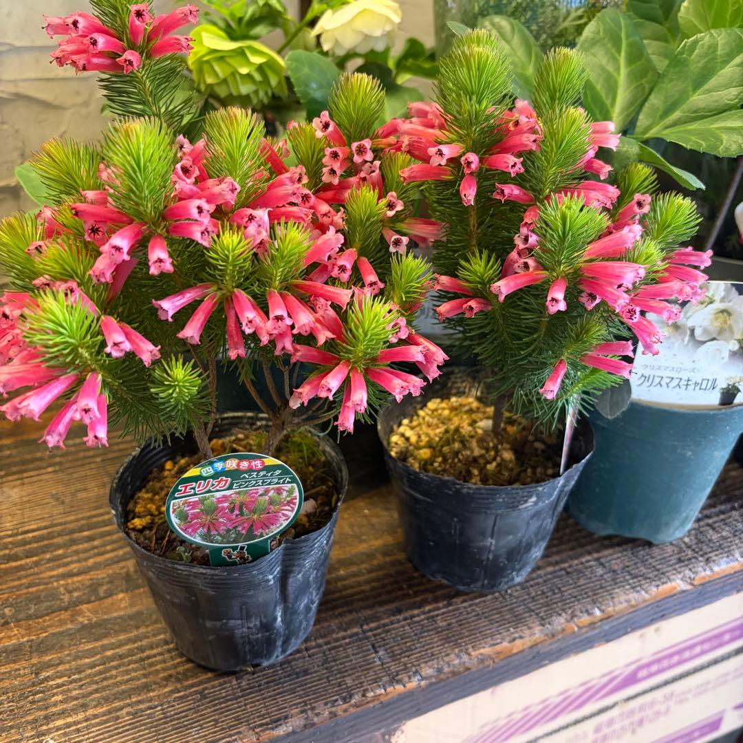 ガーデニング　てんこ盛りアソート　19ポット　クリスマスローズ　アジサイ