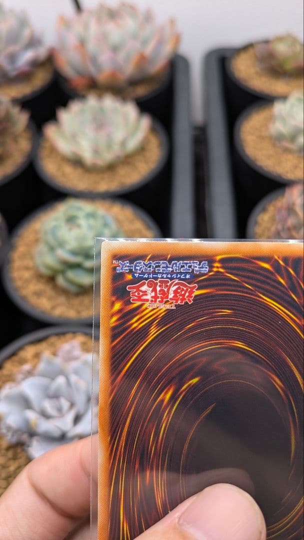 究極宝玉神 レインボー・ドラゴン ホロ ホログラフィック