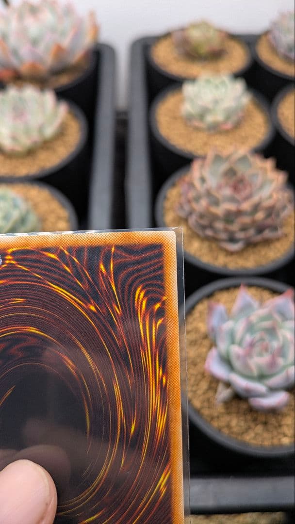 究極宝玉神 レインボー・ドラゴン ホロ ホログラフィック