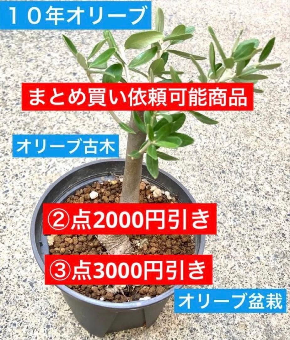takio オリーブの木②点セット オリーブ　盆栽　古木　オリーブ鑑賞