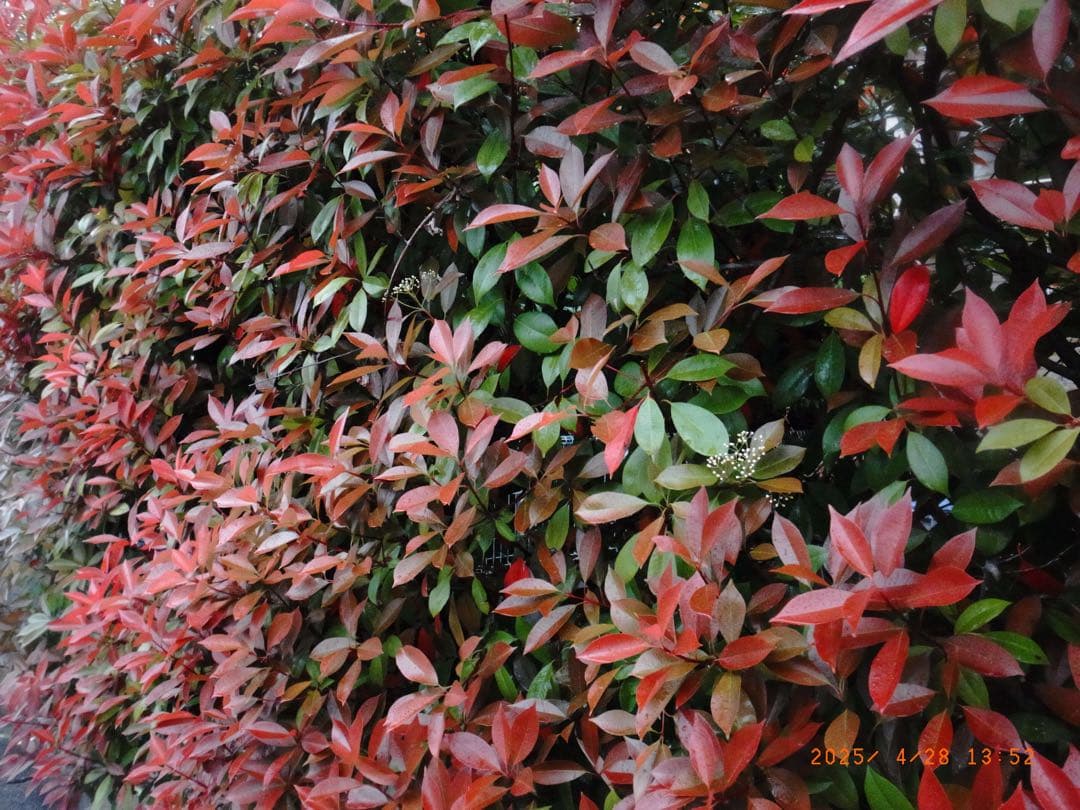 RICOH GR DIGITAL Ⅳ セット