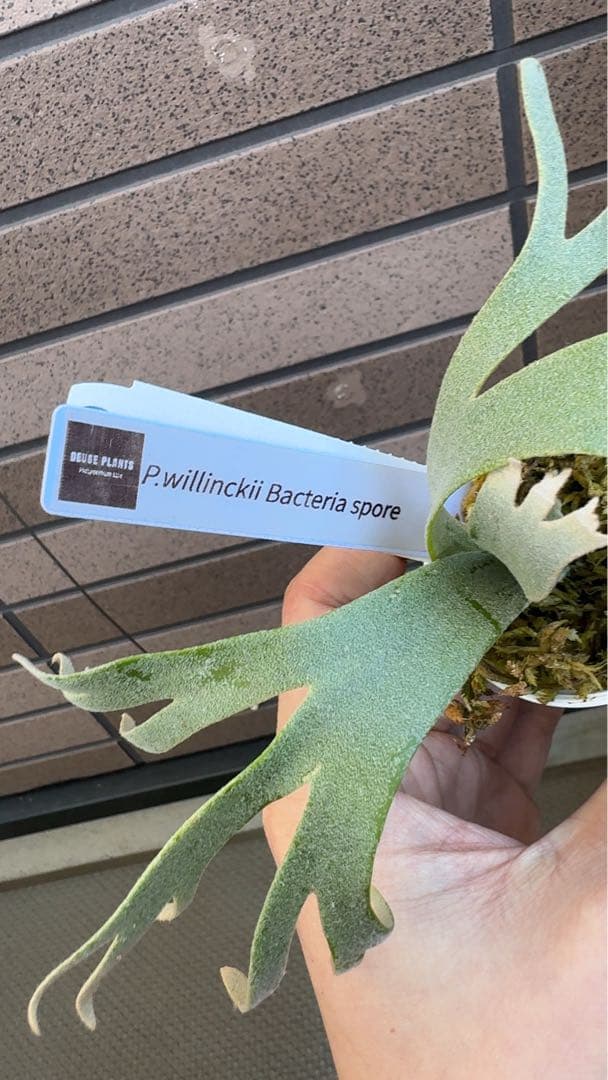 ビカクシダ P.willinckii 'Bacteria spore select #2'