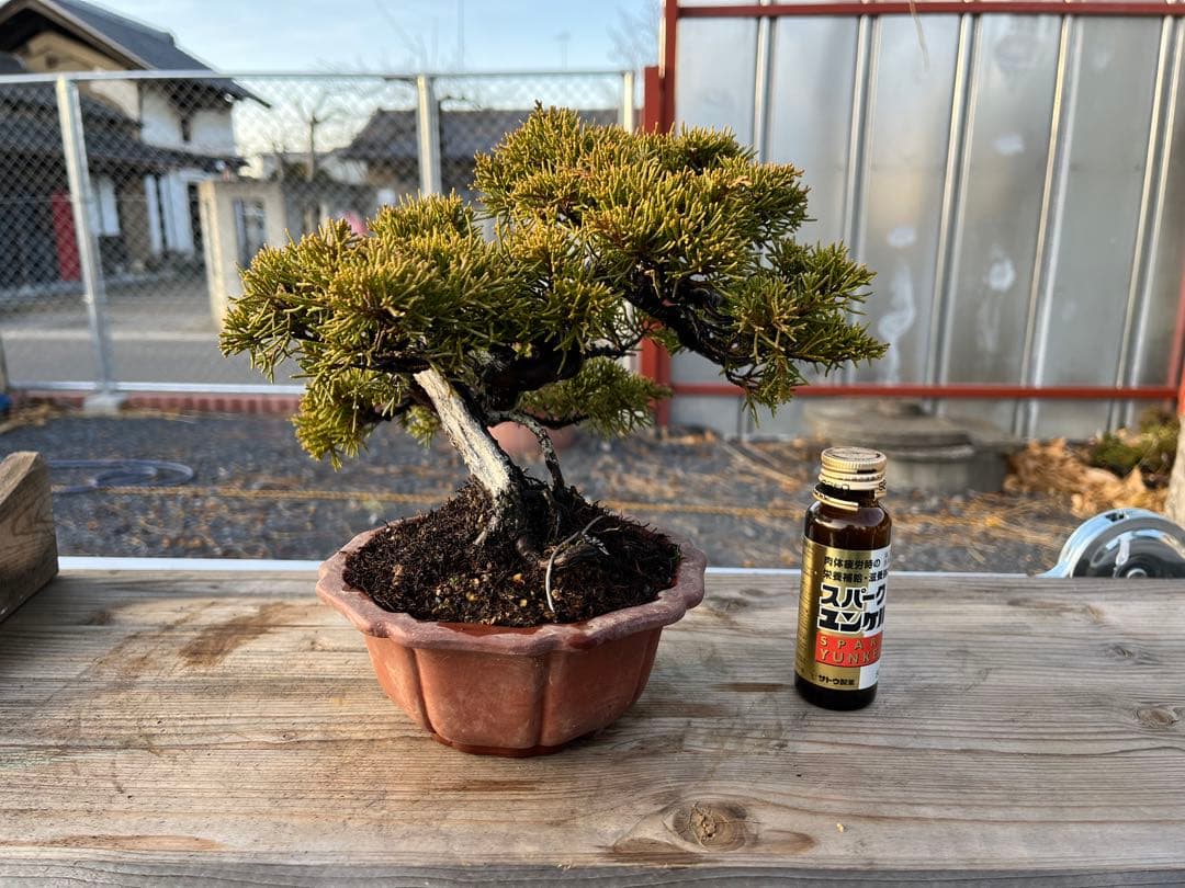 糸魚川真柏 / 盆栽
