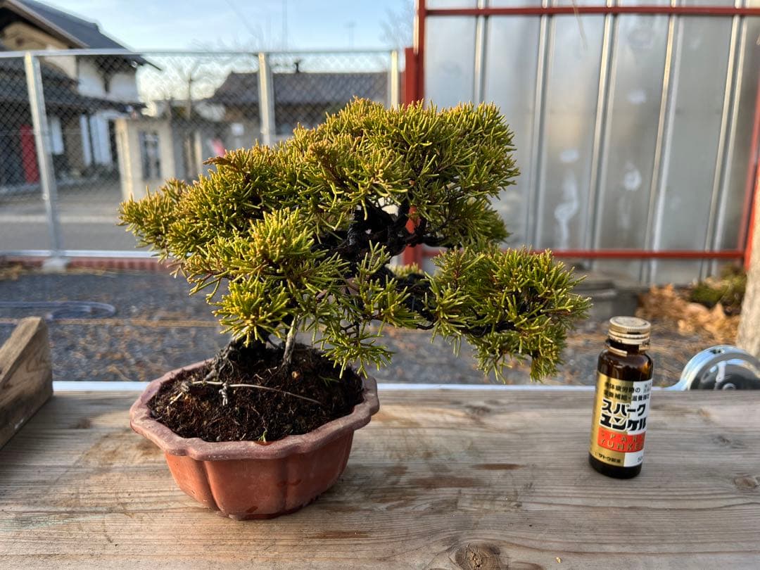 糸魚川真柏 / 盆栽