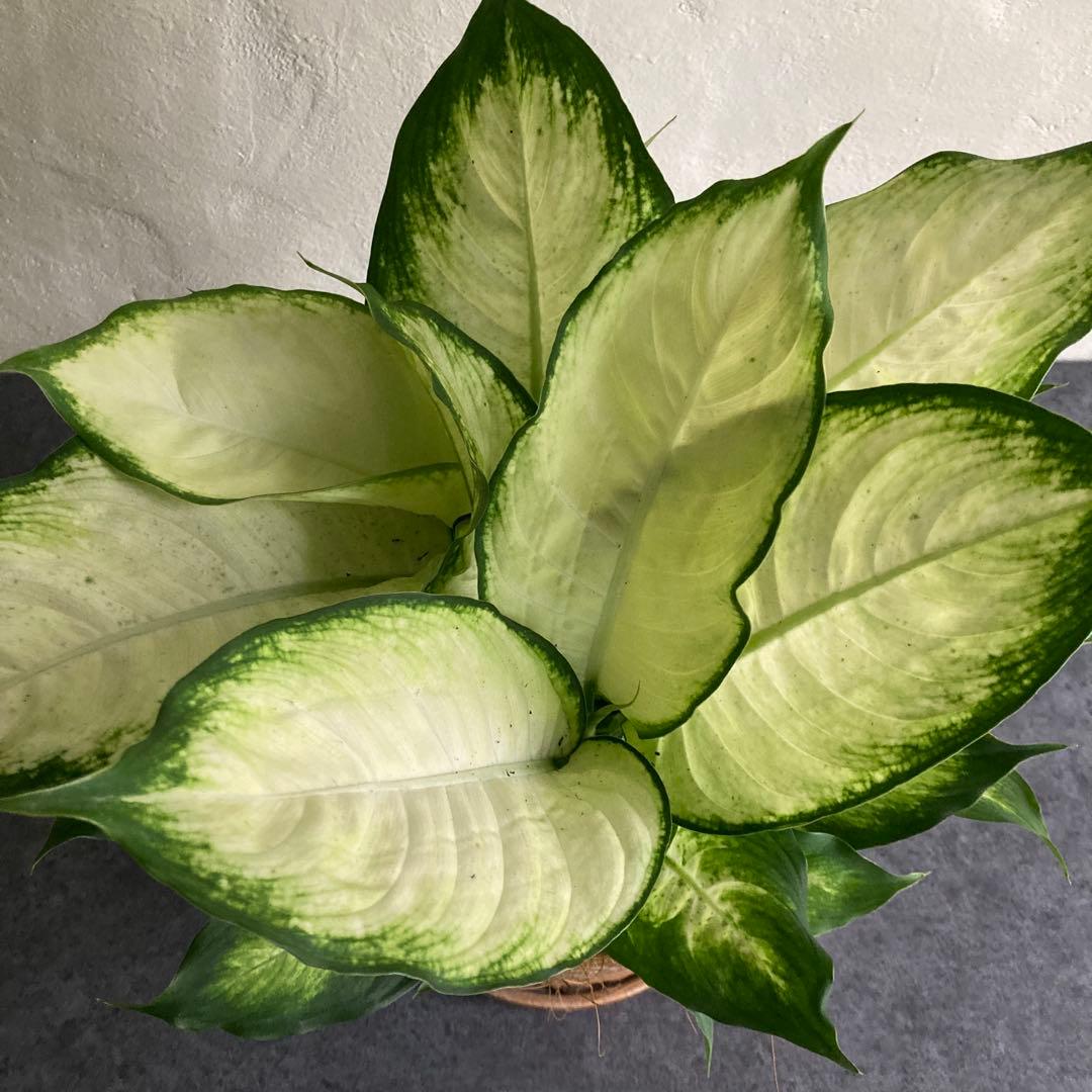 ディフェンバキア カミーラ 陶器 ビリジアンブルック