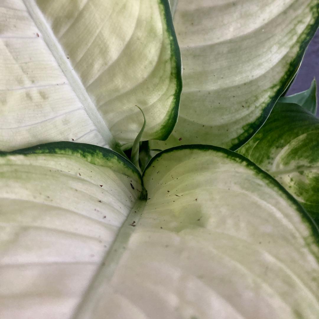 ディフェンバキア カミーラ 陶器 ビリジアンブルック