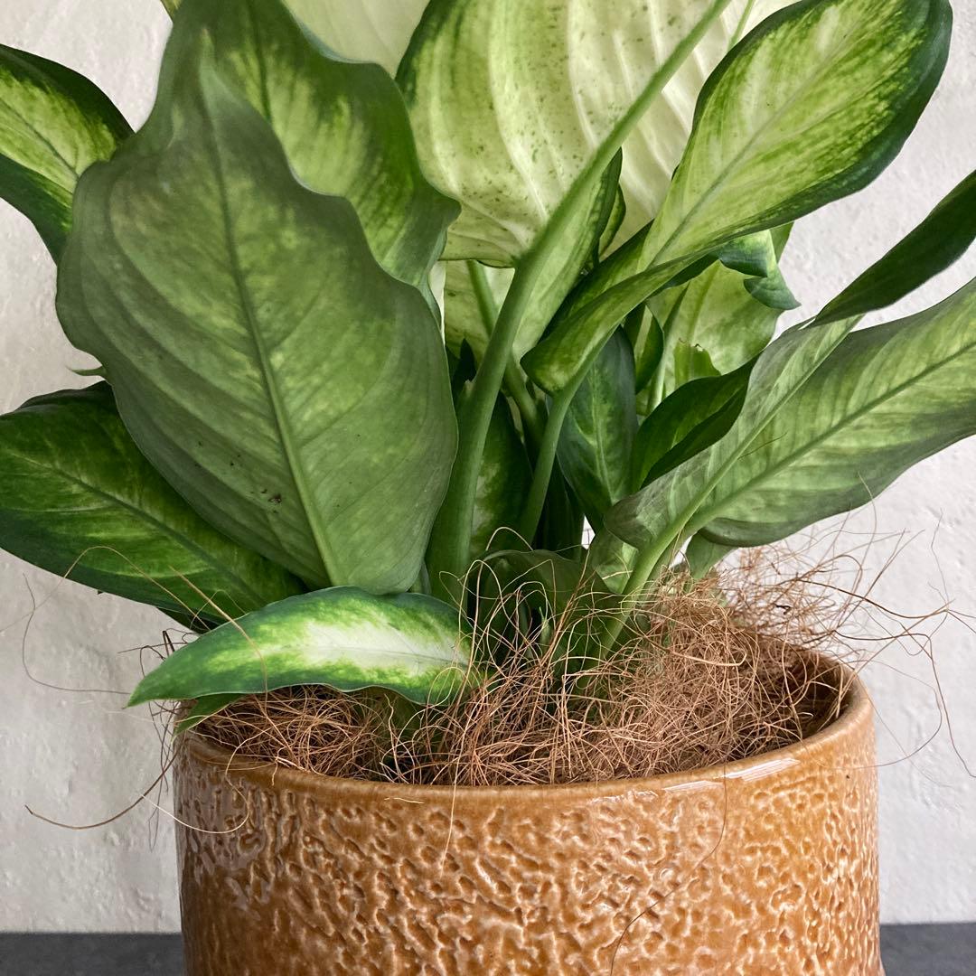 ディフェンバキア カミーラ 陶器 ビリジアンブルック