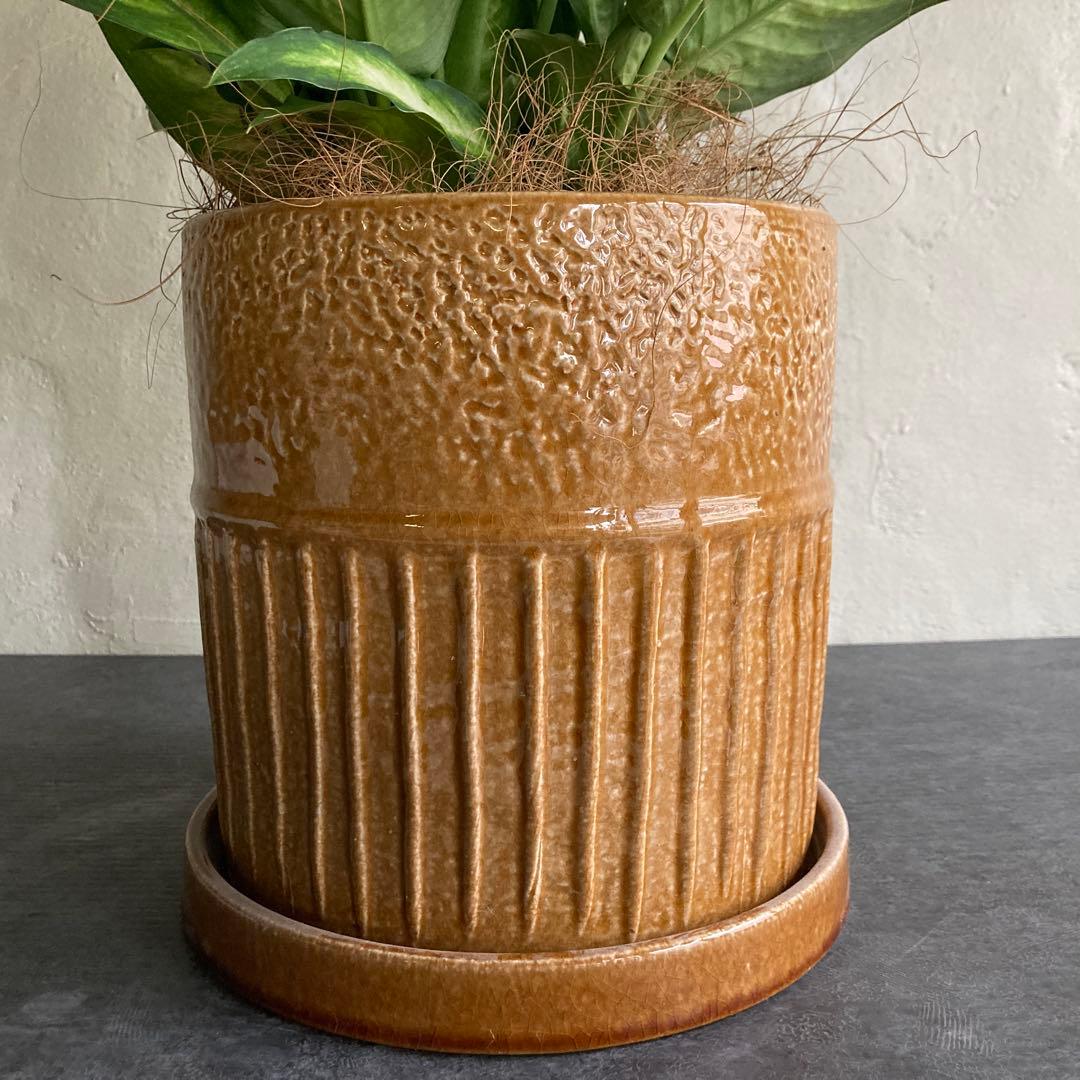 ディフェンバキア カミーラ 陶器 ビリジアンブルック