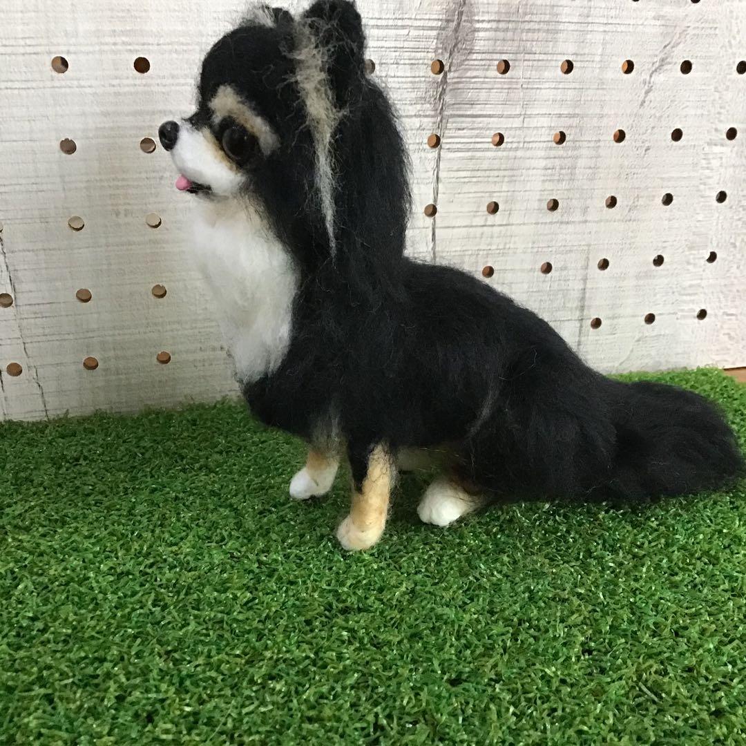 ロングコートチワワ（ブラック&タン）