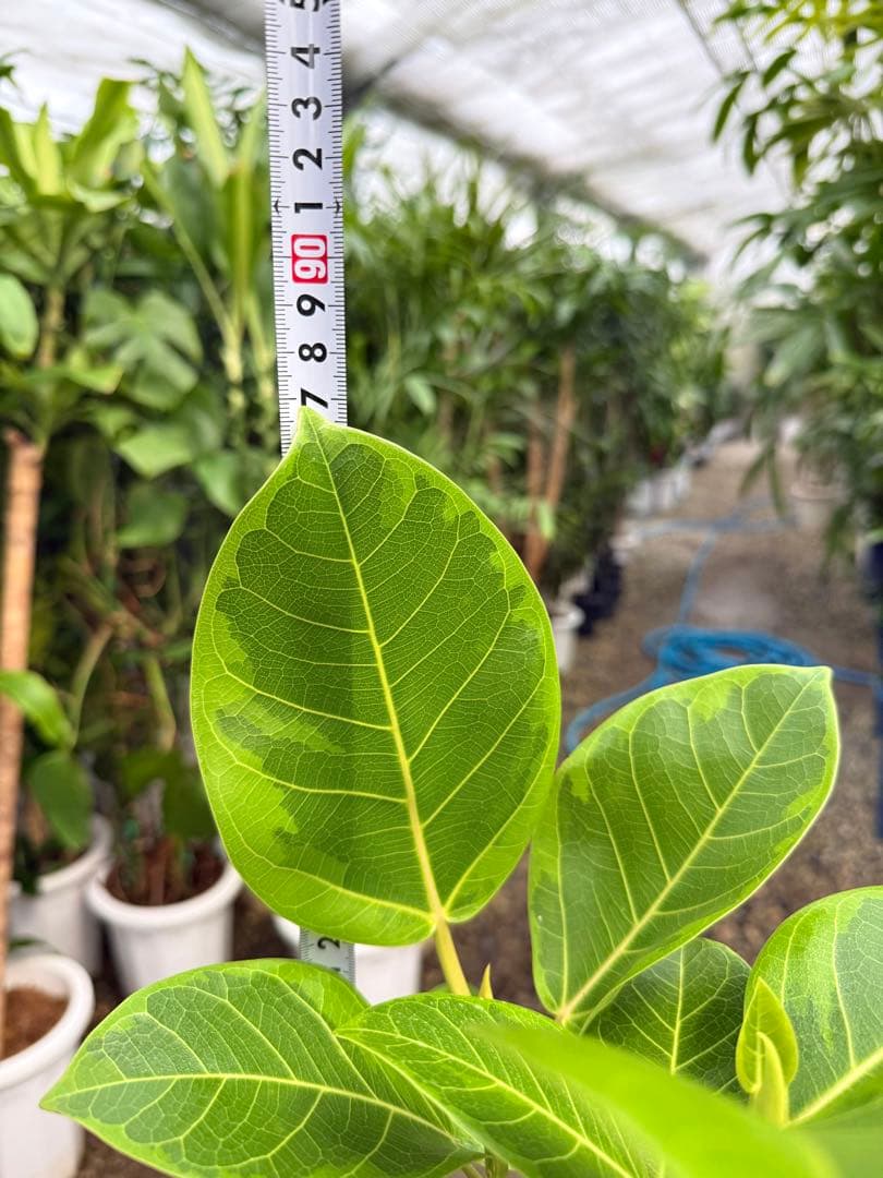 【特級品】フィカス アルテシマ 曲がり 幹太 6号鉢 特大極上苗株 根上がり