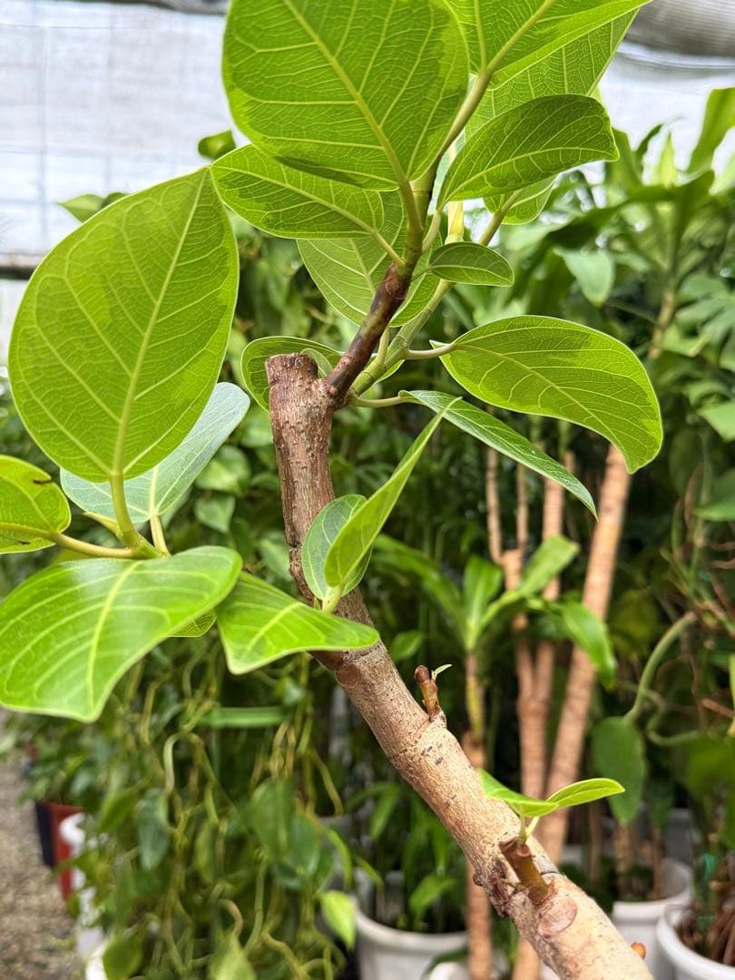 【特級品】フィカス アルテシマ 曲がり 幹太 6号鉢 特大極上苗株 根上がり