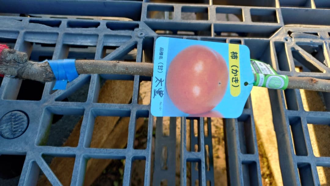 希少品種！甘柿新品種「太豊２年生」