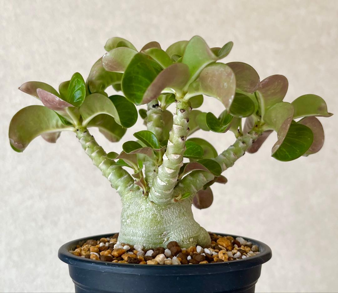 【獅子葉/DHA】ドーセットホーン メデューサ 鉢植え B-13