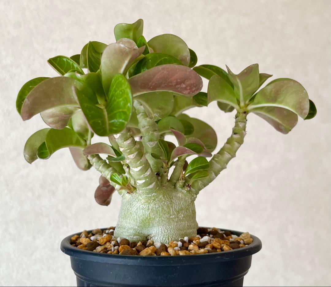 【獅子葉/DHA】ドーセットホーン メデューサ 鉢植え B-13