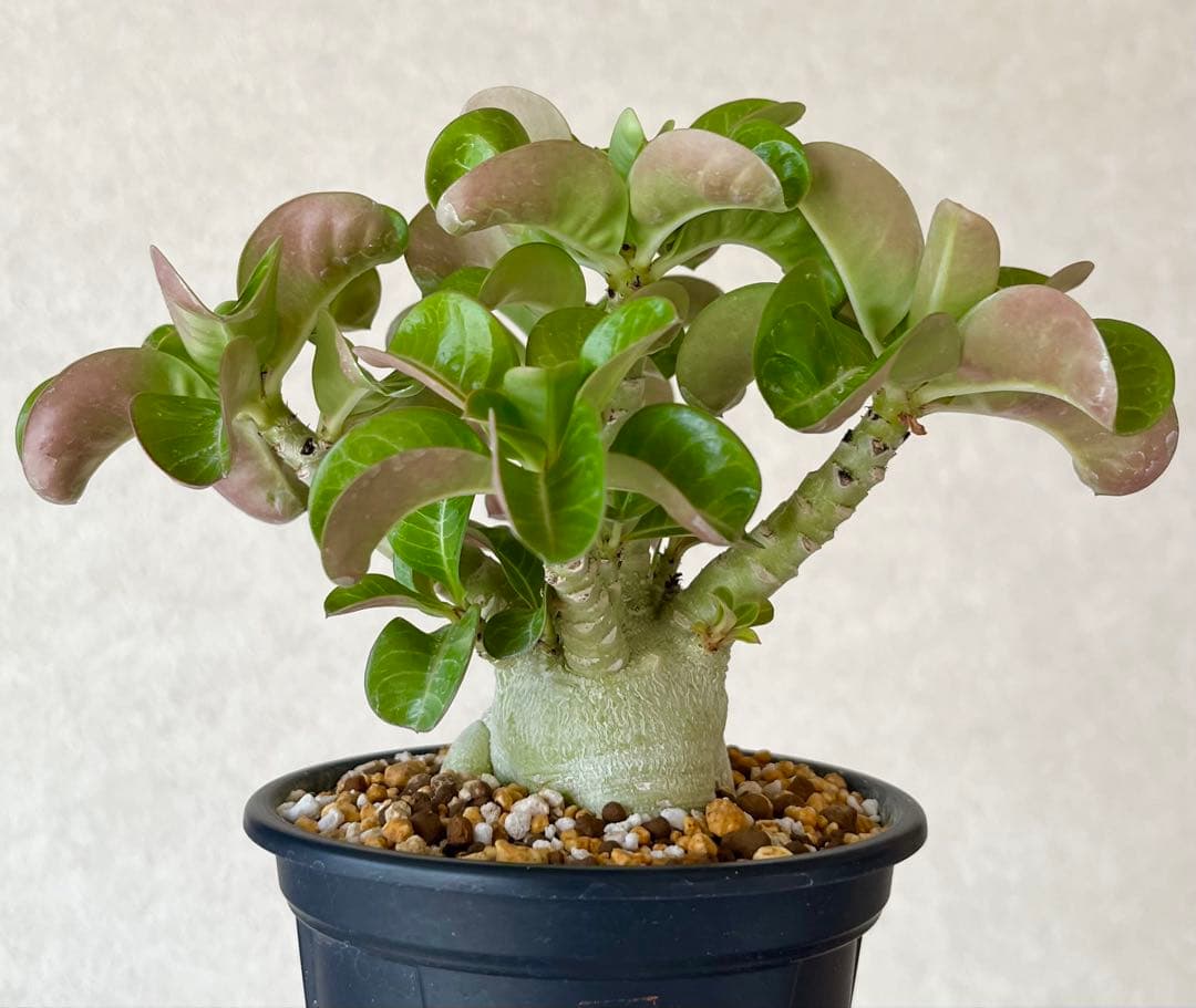 【獅子葉/DHA】ドーセットホーン メデューサ 鉢植え B-13