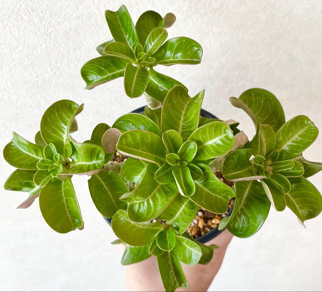 【獅子葉/DHA】ドーセットホーン メデューサ 鉢植え B-13