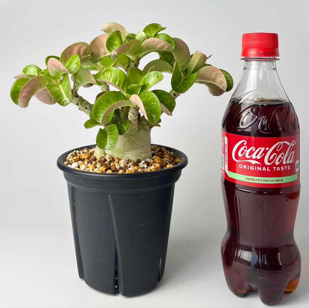 【獅子葉/DHA】ドーセットホーン メデューサ 鉢植え B-13