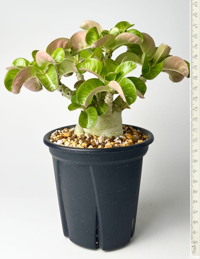 【獅子葉/DHA】ドーセットホーン メデューサ 鉢植え B-13