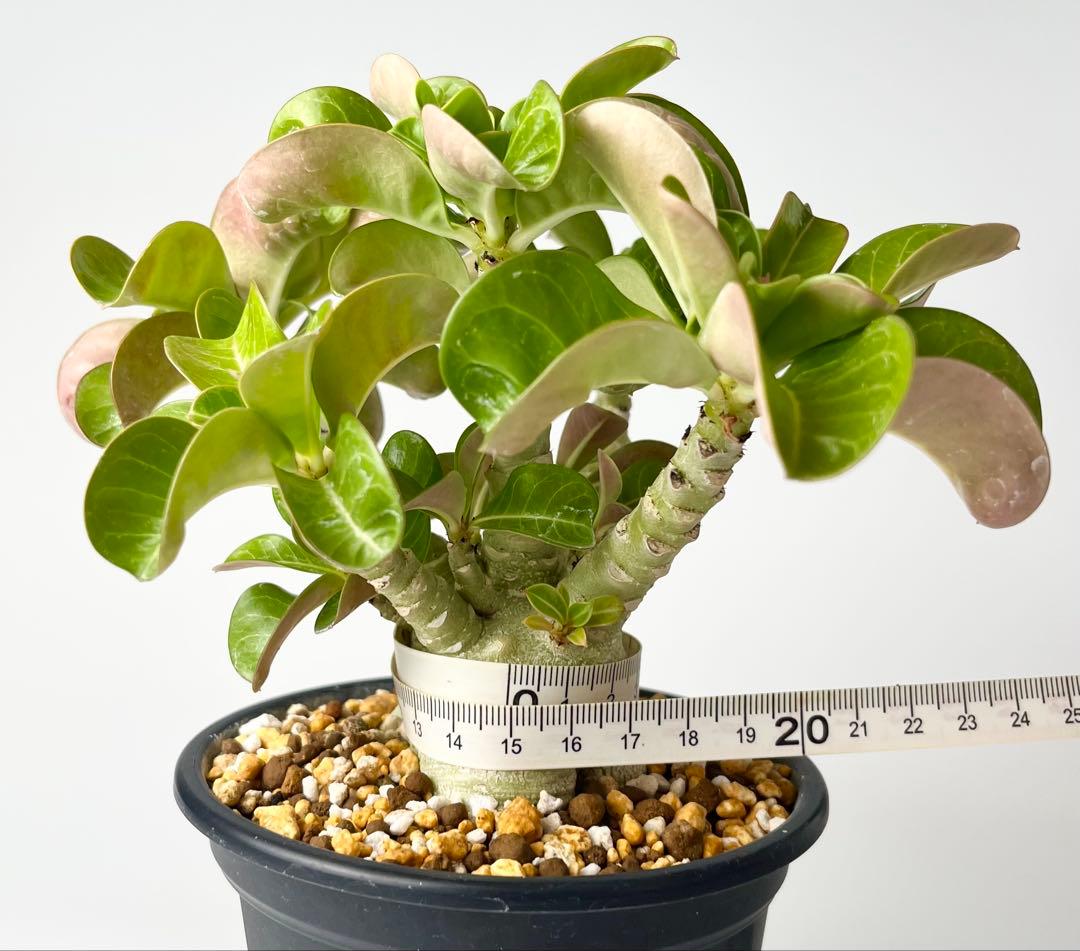 【獅子葉/DHA】ドーセットホーン メデューサ 鉢植え B-13