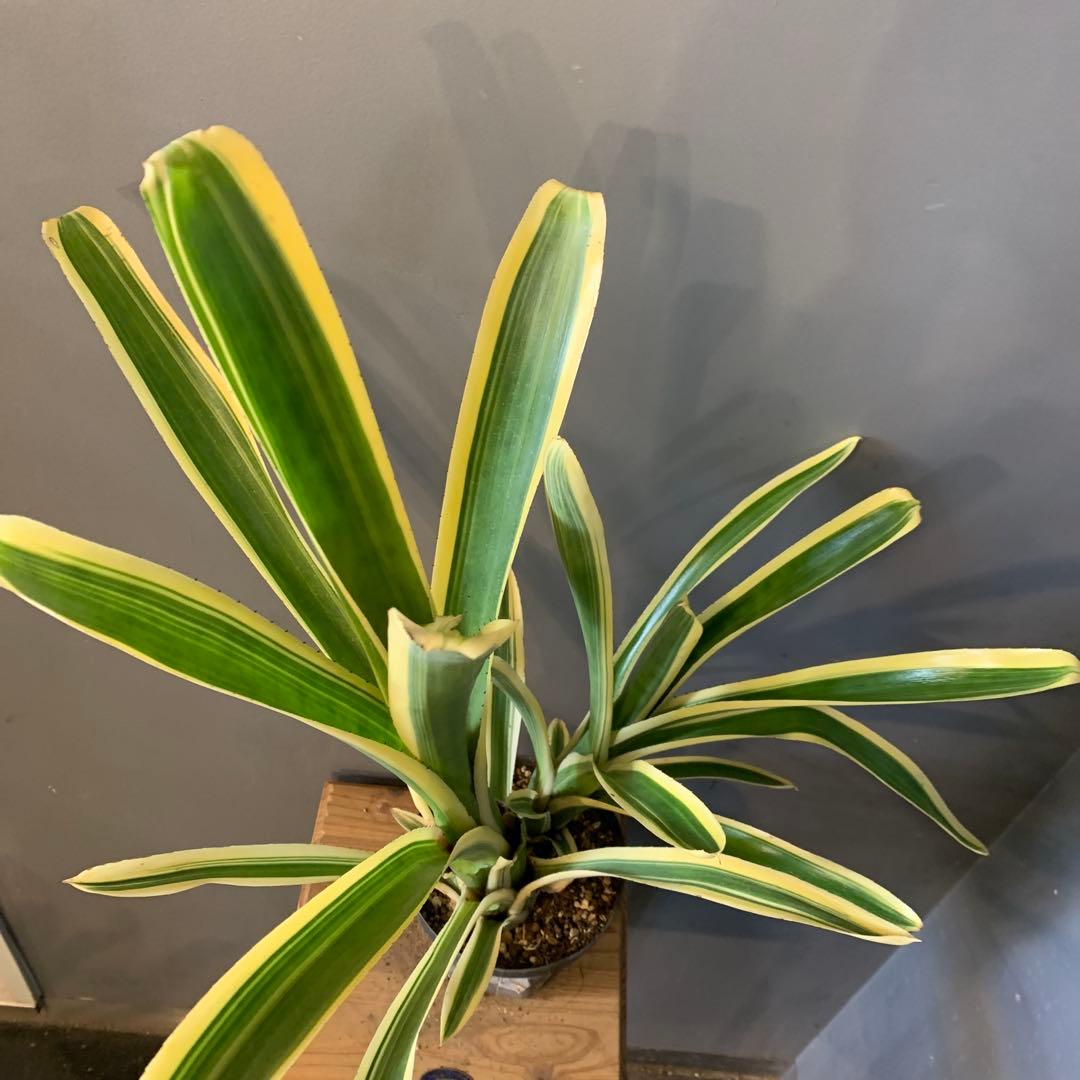 エクメア ヌディカウリス FLANEA ROSEA 子株付き 2