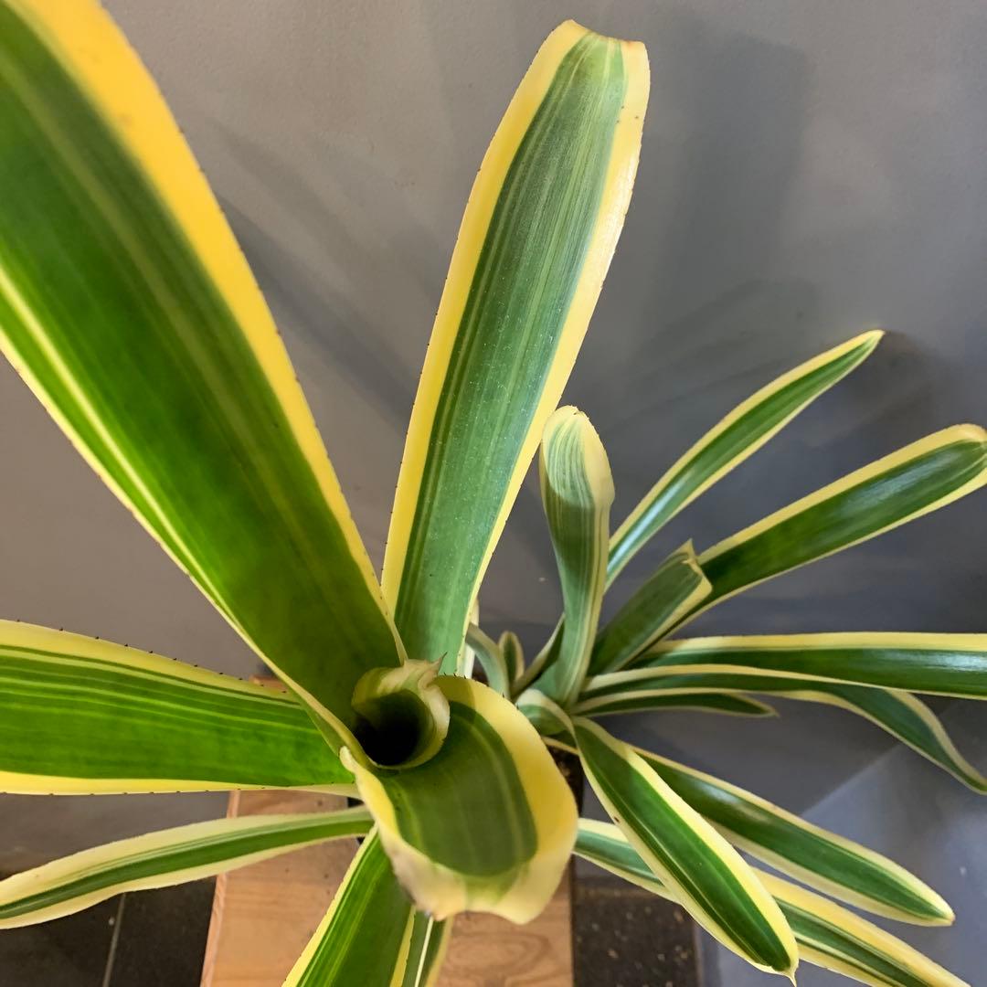 エクメア ヌディカウリス FLANEA ROSEA 子株付き 2