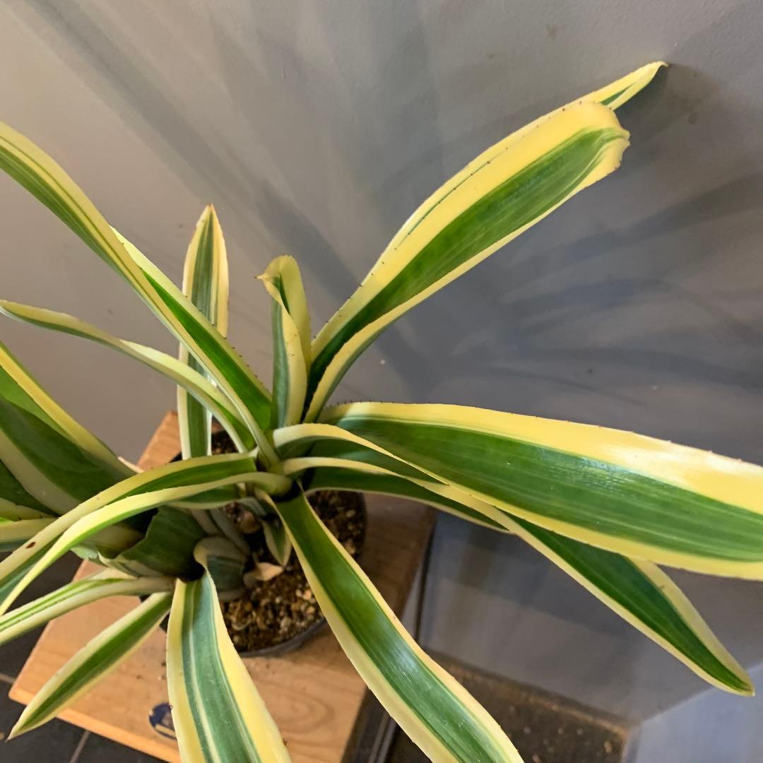 エクメア ヌディカウリス FLANEA ROSEA 子株付き 2