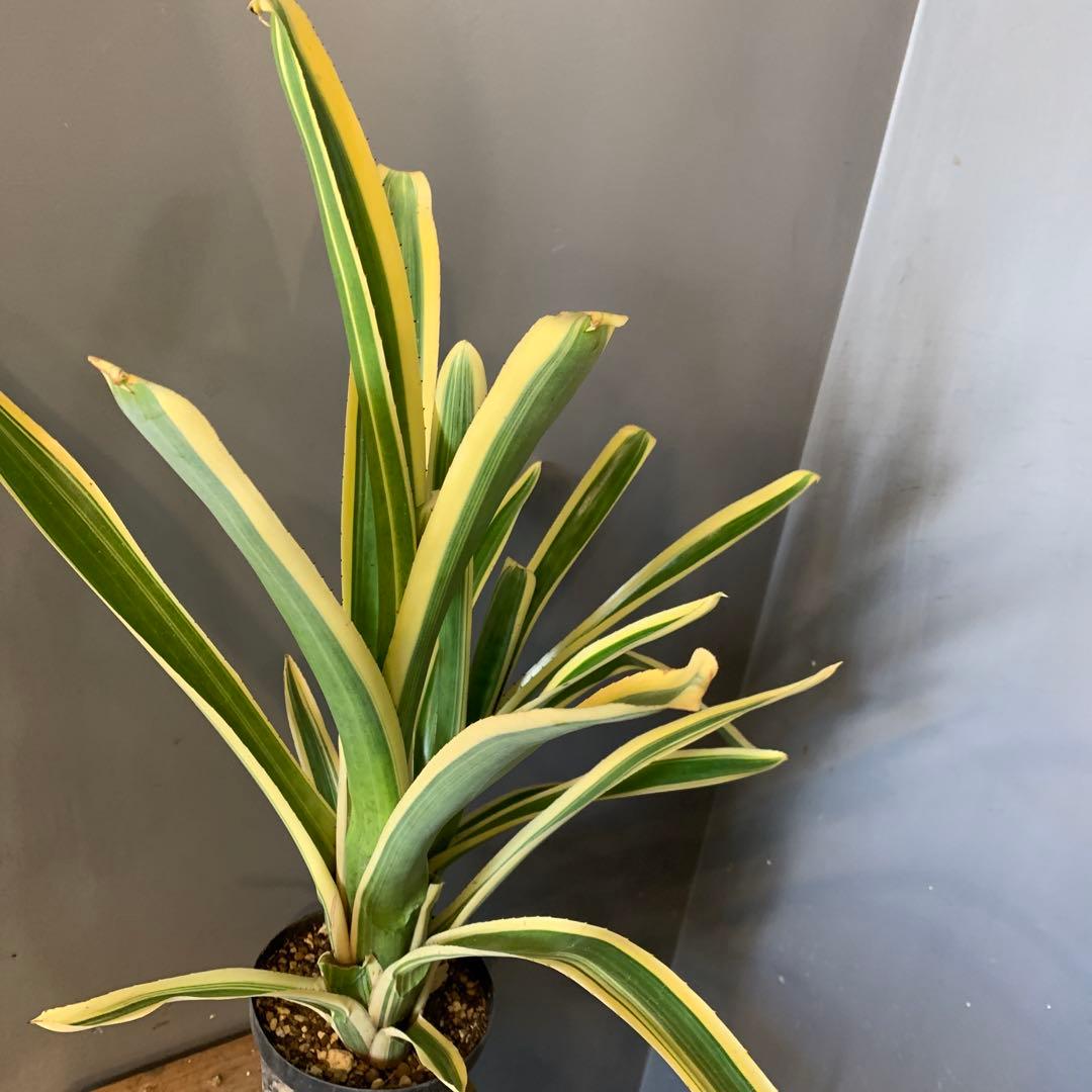 エクメア ヌディカウリス FLANEA ROSEA 子株付き 2