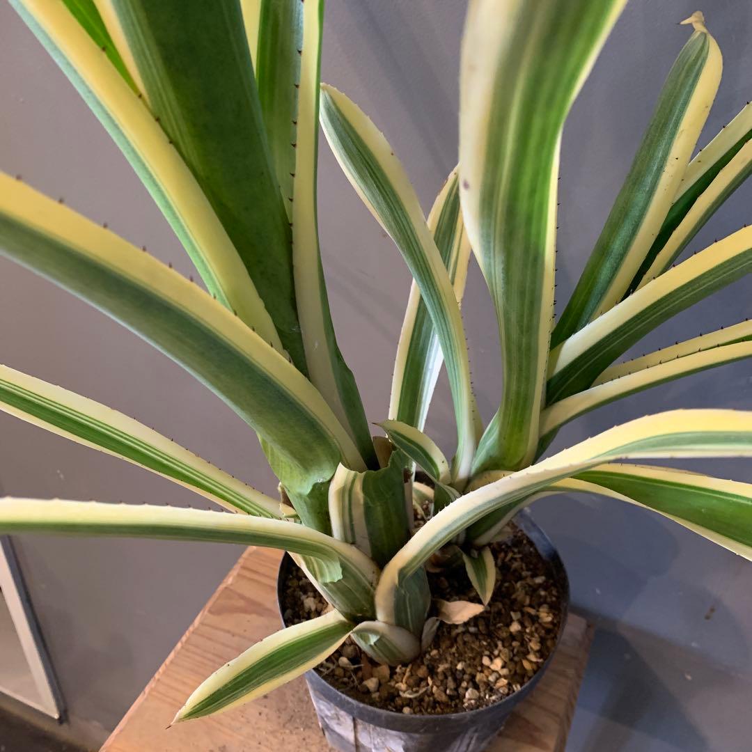 エクメア ヌディカウリス FLANEA ROSEA 子株付き 2