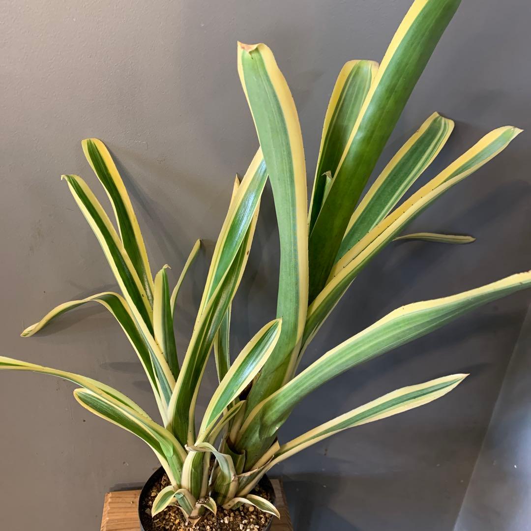 エクメア ヌディカウリス FLANEA ROSEA 子株付き 2