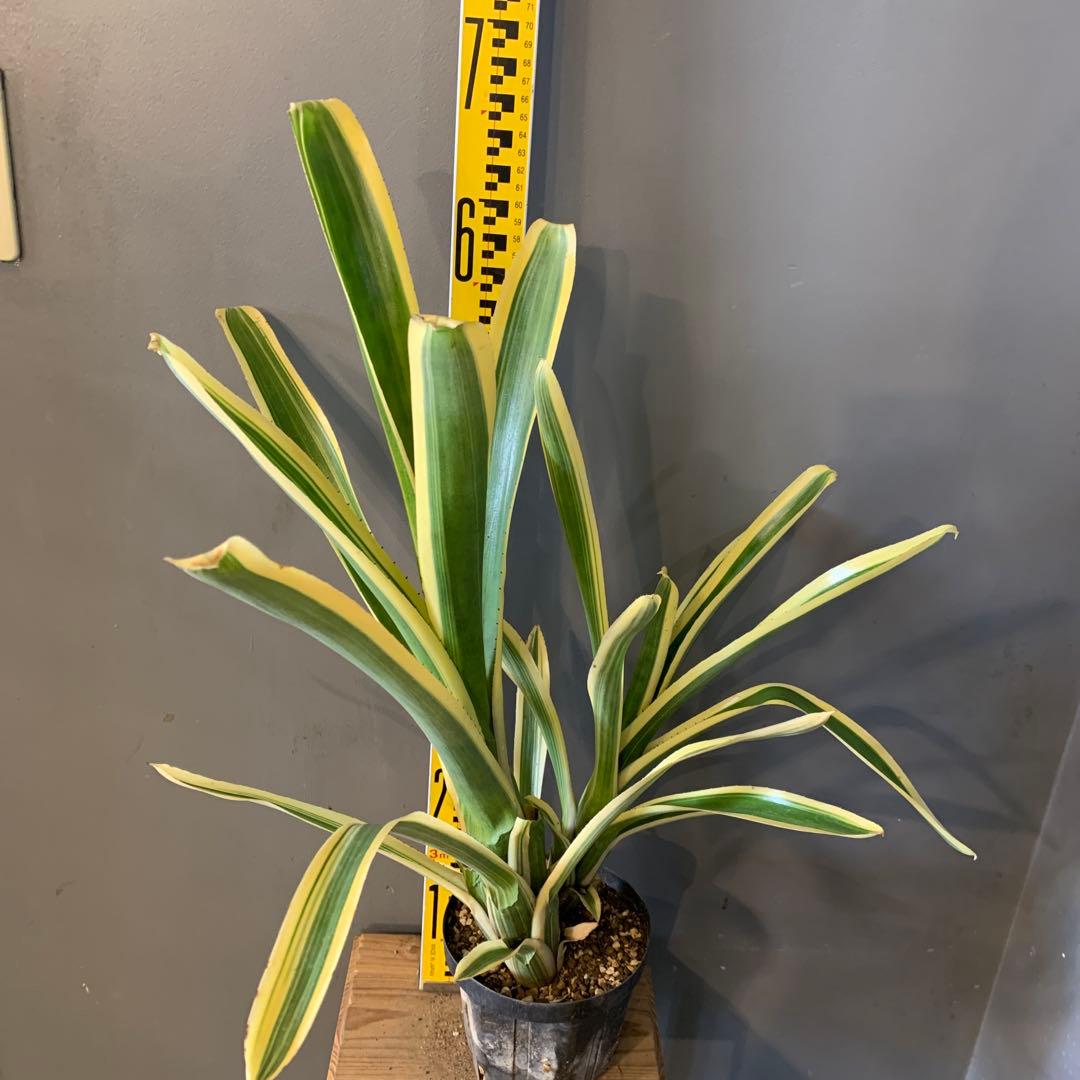 エクメア ヌディカウリス FLANEA ROSEA 子株付き 2