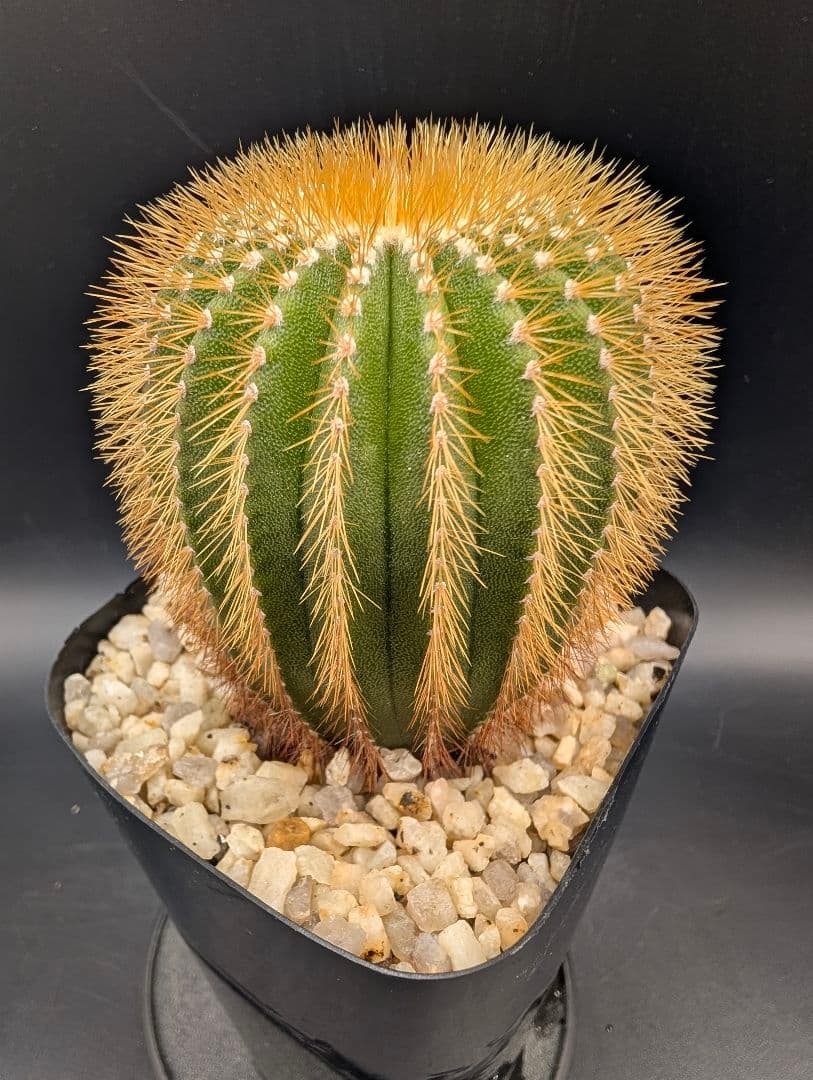 エリオカクトイデス 実生 鉢植えメルカリ便送料込み
