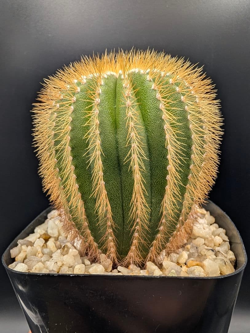 エリオカクトイデス 実生 鉢植えメルカリ便送料込み