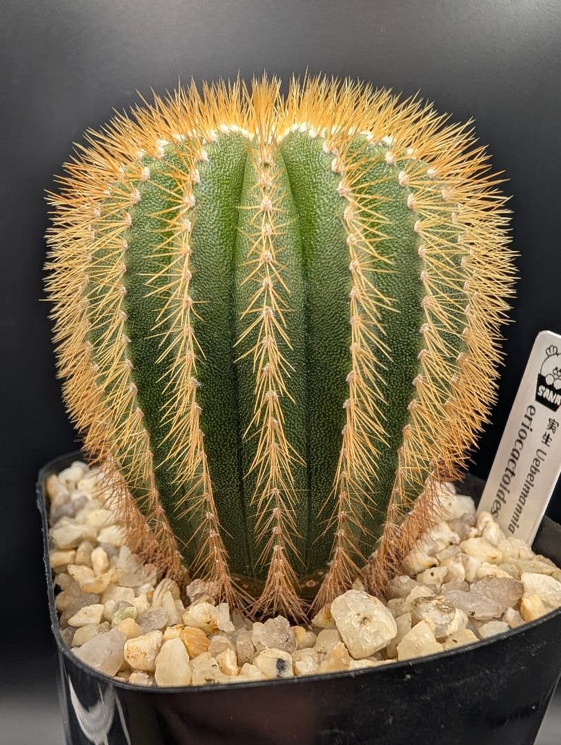 エリオカクトイデス 実生 鉢植えメルカリ便送料込み