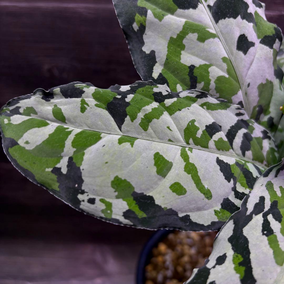 アグラオネマ　ピクタム(MB-WPG SS Class)