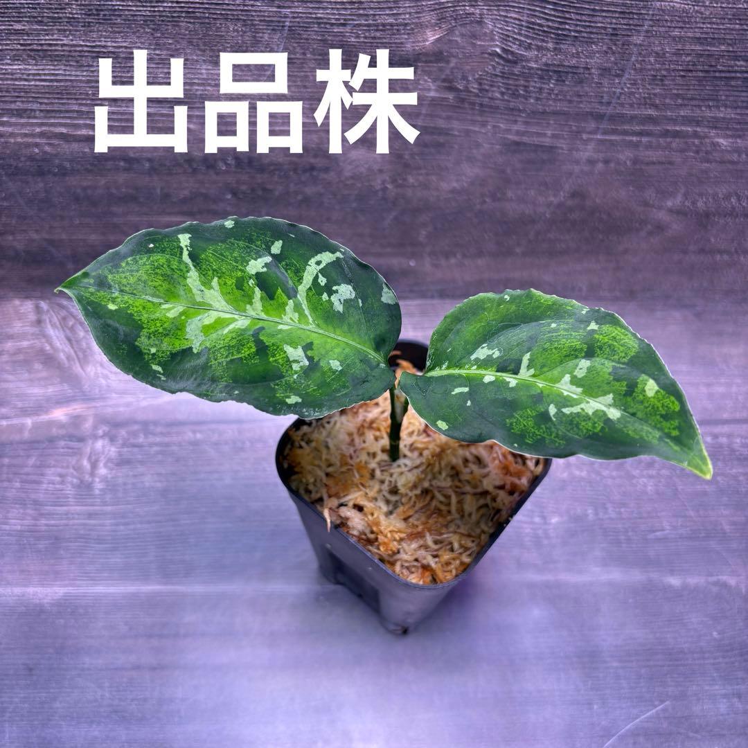 アグラオネマ　ピクタム(MB-WPG SS Class)