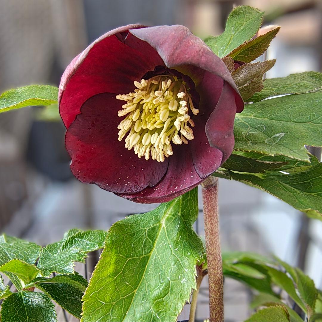 カップ咲ディープレッド シングルss 若泉ファーム クリスマスローズ開花株