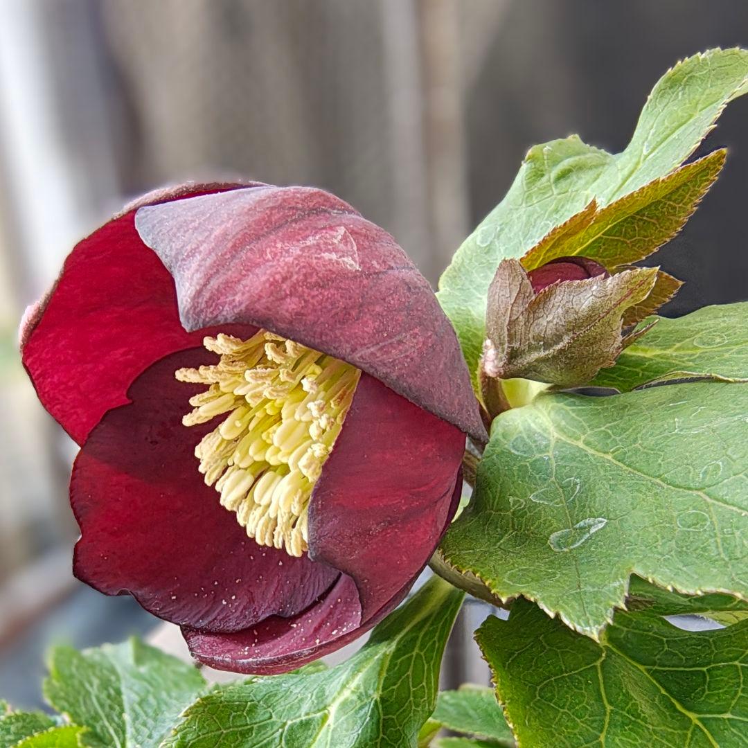 カップ咲ディープレッド シングルss 若泉ファーム クリスマスローズ開花株