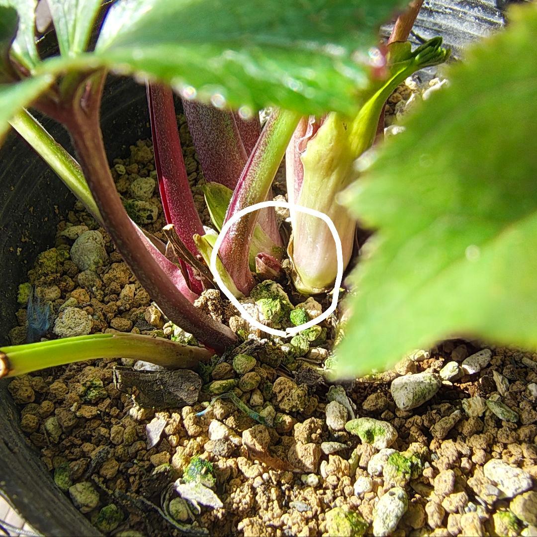 カップ咲ディープレッド シングルss 若泉ファーム クリスマスローズ開花株