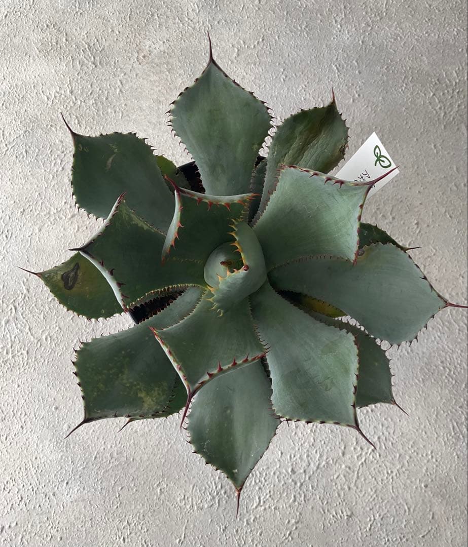 【レア品種】アガベ グアダラハラナ♡4.5号黒ポットごと♡ 【強棘人気大株】