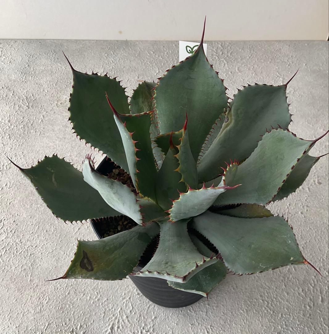 【レア品種】アガベ グアダラハラナ♡4.5号黒ポットごと♡ 【強棘人気大株】