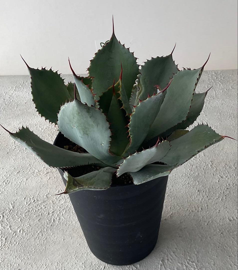 【レア品種】アガベ グアダラハラナ♡4.5号黒ポットごと♡ 【強棘人気大株】
