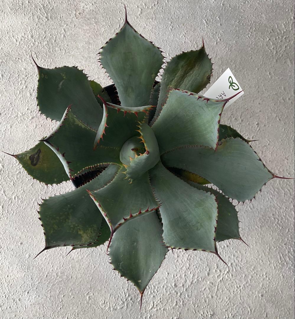 【レア品種】アガベ グアダラハラナ♡4.5号黒ポットごと♡ 【強棘人気大株】