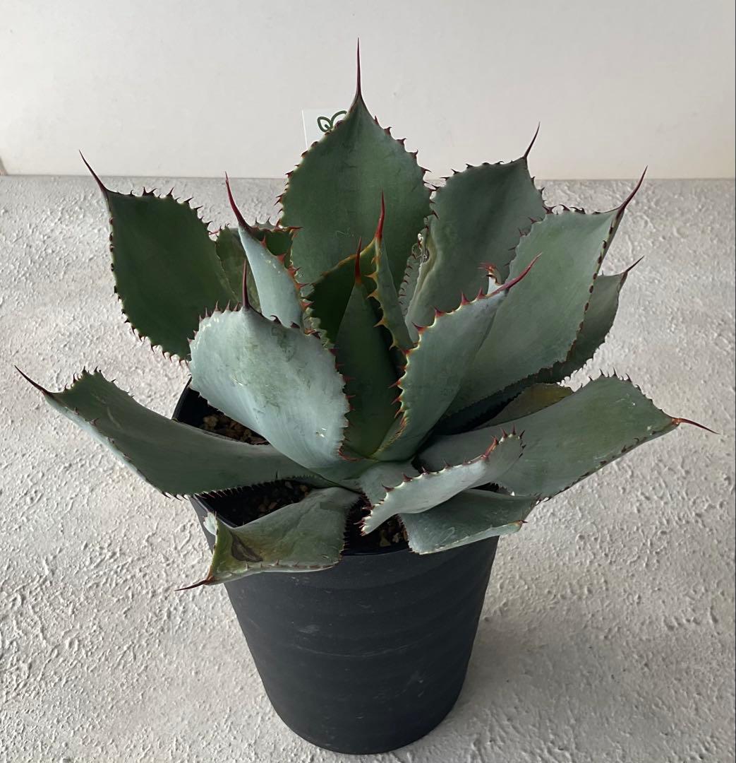 【レア品種】アガベ グアダラハラナ♡4.5号黒ポットごと♡ 【強棘人気大株】