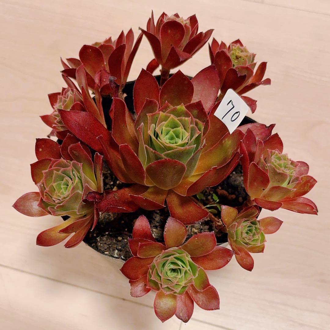 70#多肉植物❤️アエオニウム❤️炎の鳳凰❤️1大頭8小頭16cm拔き苗