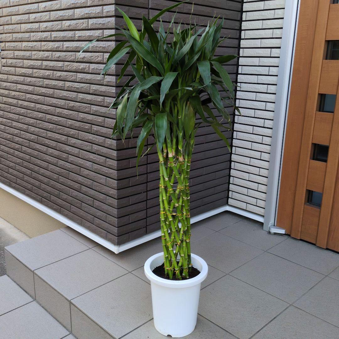 観葉植物 ドラセナ サンデリアーナ グリーン　ラッキーバンブー　８号鉢
