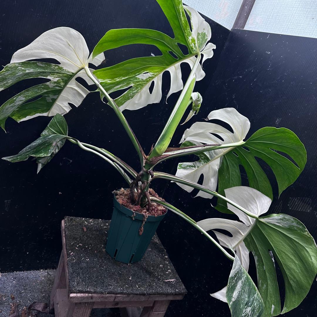 斑入りモンステラ ホワイトタイガー極美大株53cm白斑多