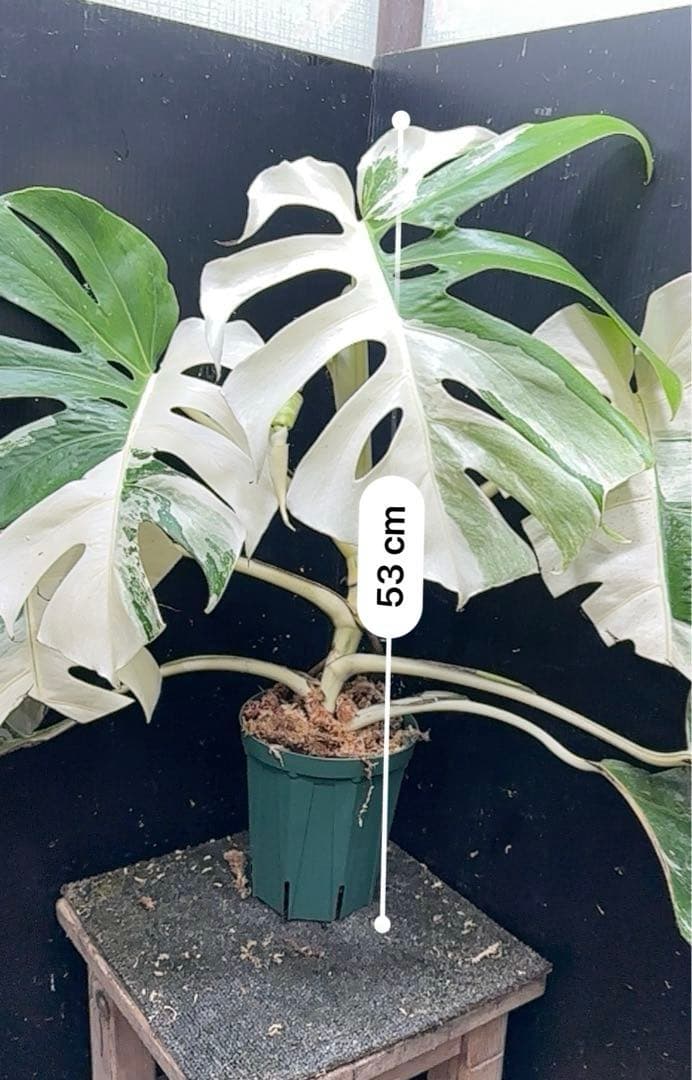 斑入りモンステラ ホワイトタイガー極美大株53cm白斑多