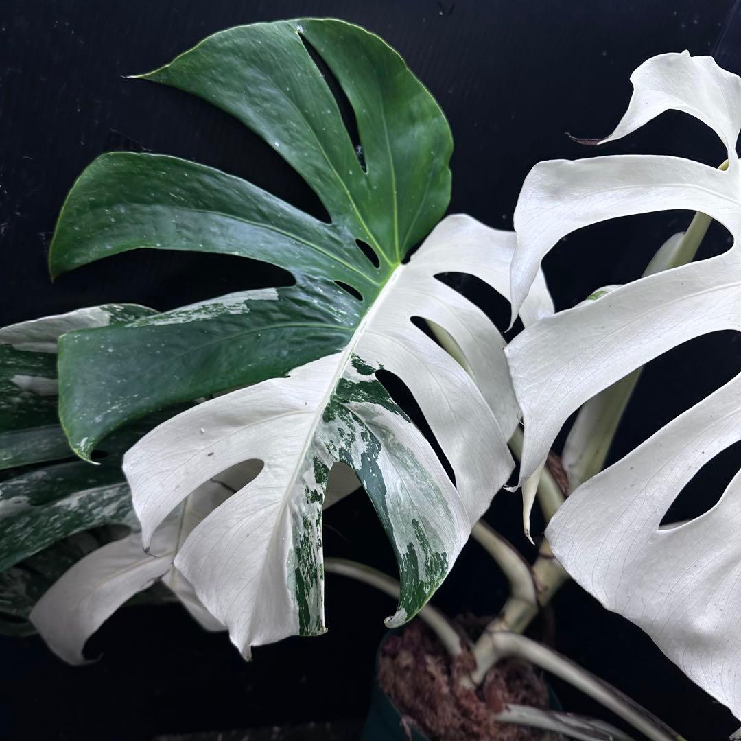 斑入りモンステラ ホワイトタイガー極美大株53cm白斑多