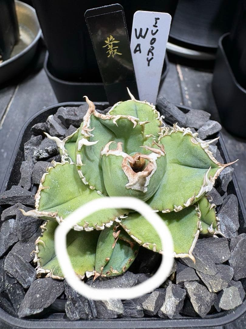 アガベチタノタ　Ivory w.a. 脇芽