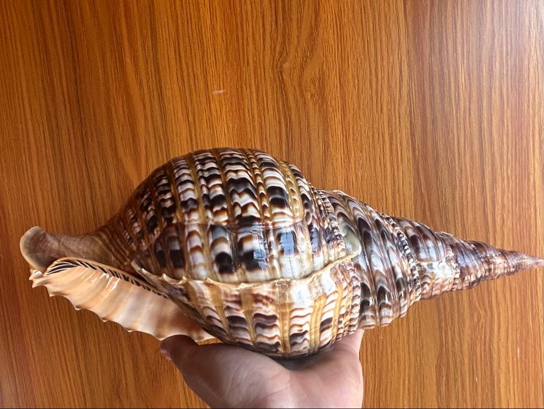美品　法螺貝　 直線36cm